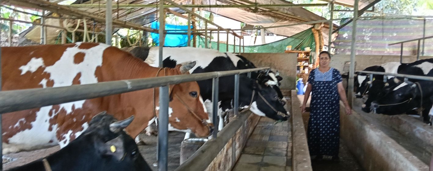  പശു