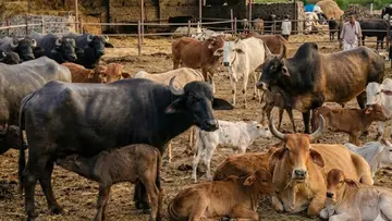 bengal cow fitnes