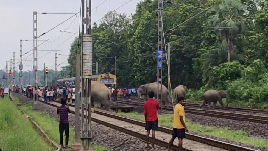 bengal elephant hit by train