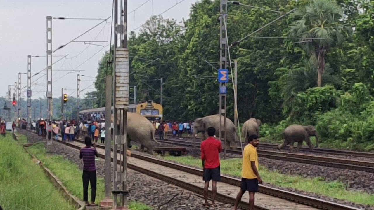 bengal elephant hit by train