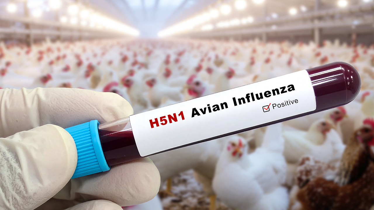 bird flu