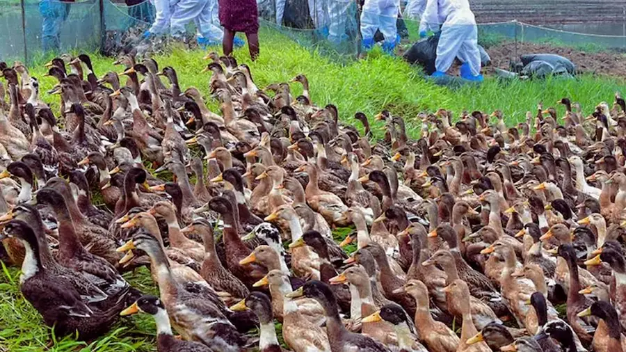 bird flu