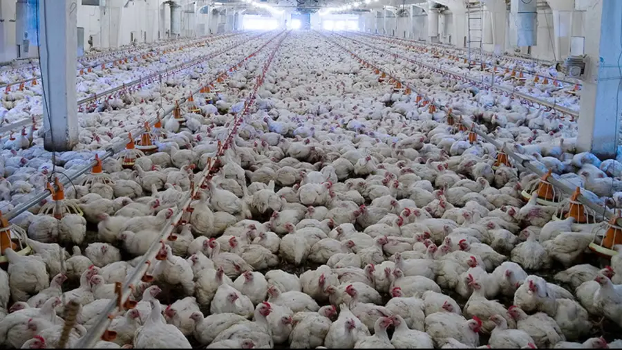 Minister Veena George Urges Caution to Prevent Bird Flu Transmission to  Humans - Deshabhimani