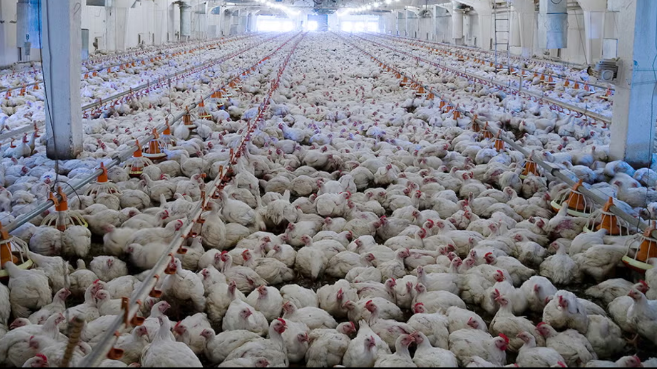 bird flu birds
