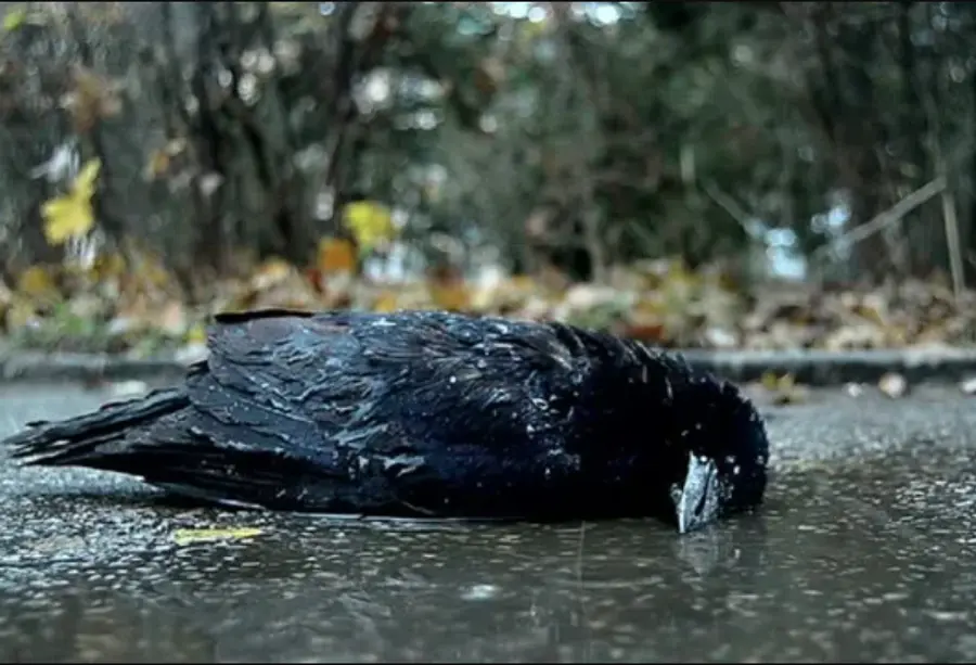 chennai bird flue