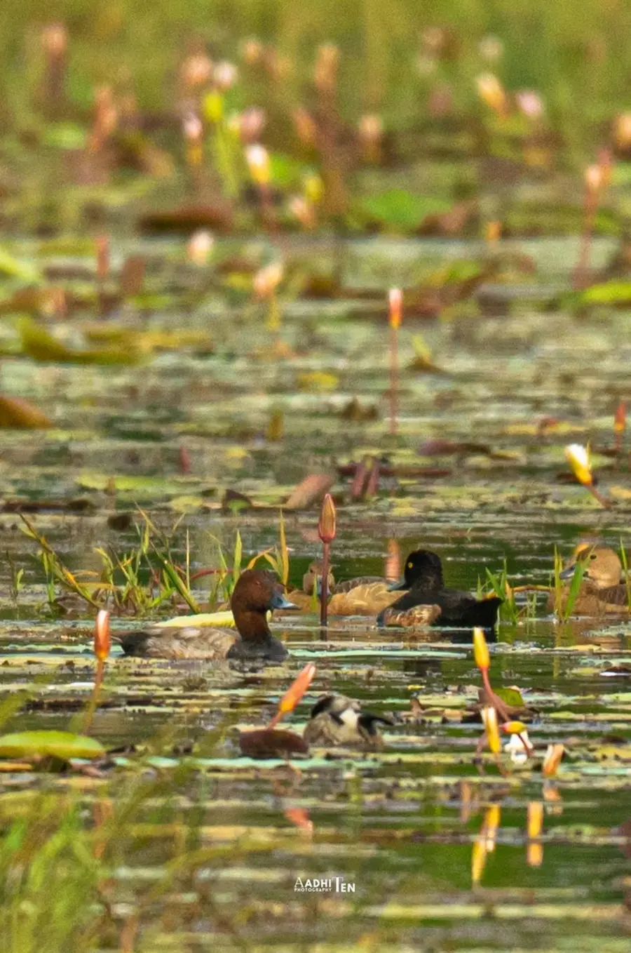 ചെരണ്ടത്തൂരിലെത്തിയ അപൂർവയിനം പക്ഷികൾ