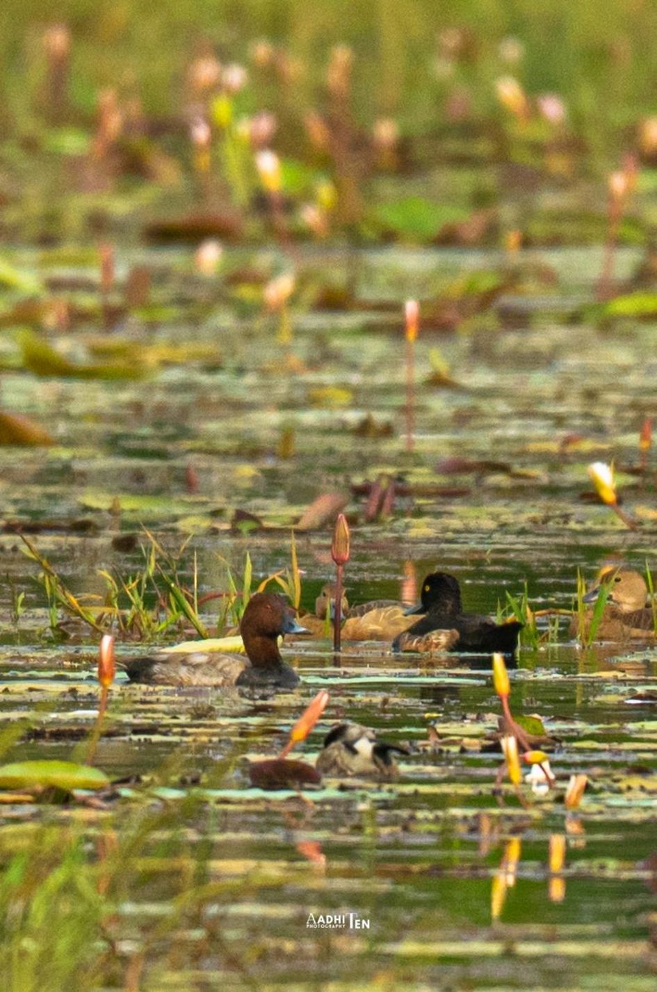 ചെരണ്ടത്തൂരിലെത്തിയ അപൂർവയിനം പക്ഷികൾ