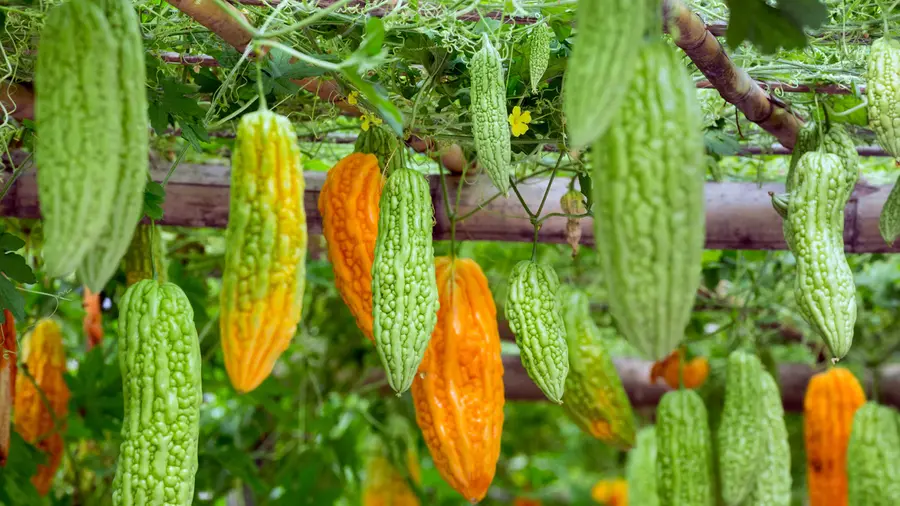 Bitter Melon