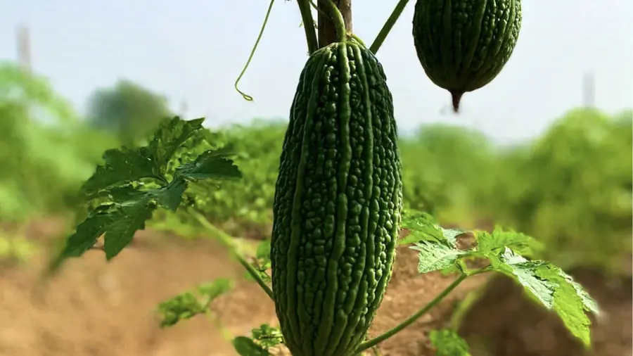 bittergourd