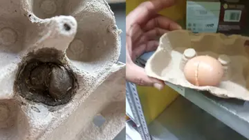 blink it rotten egg