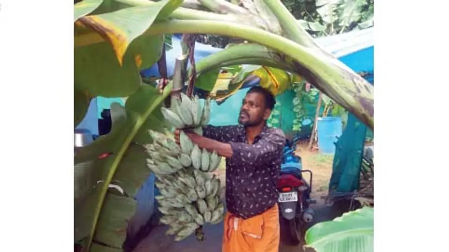 blue vazha