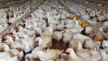 broiler hen