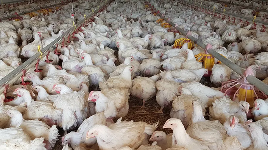 broiler hen