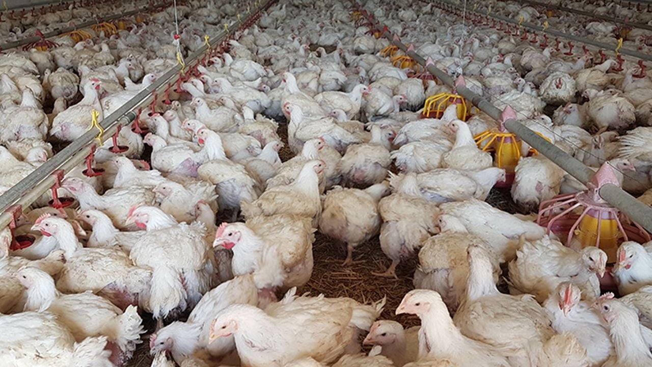 broiler hen