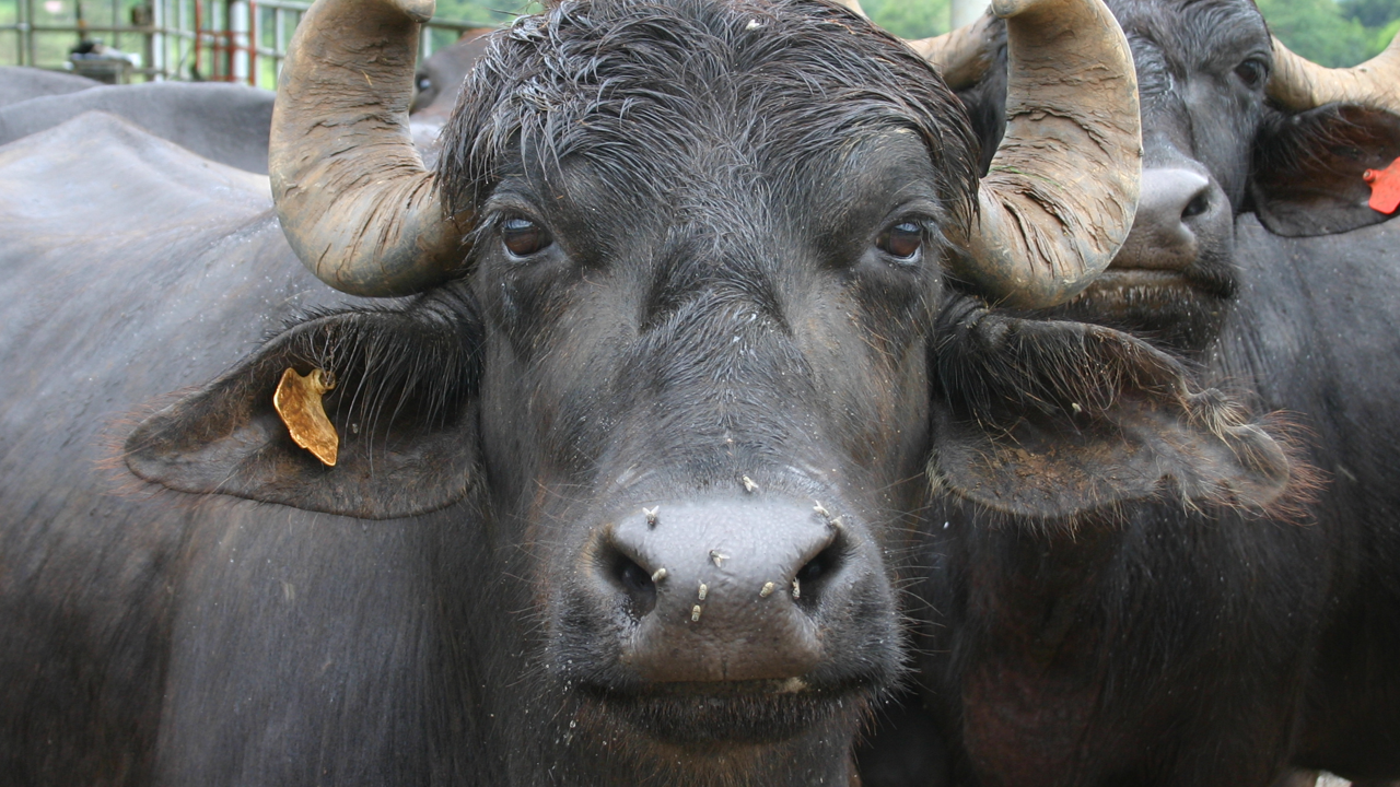 buffallo