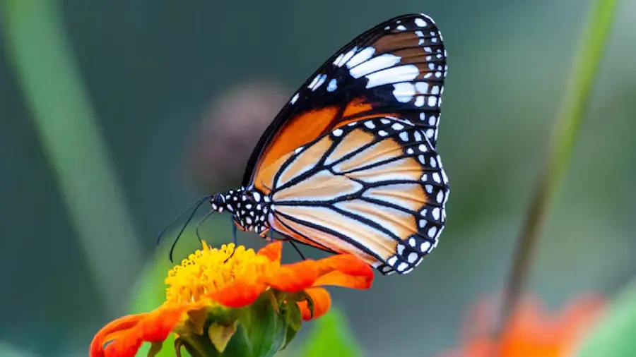 butterfly