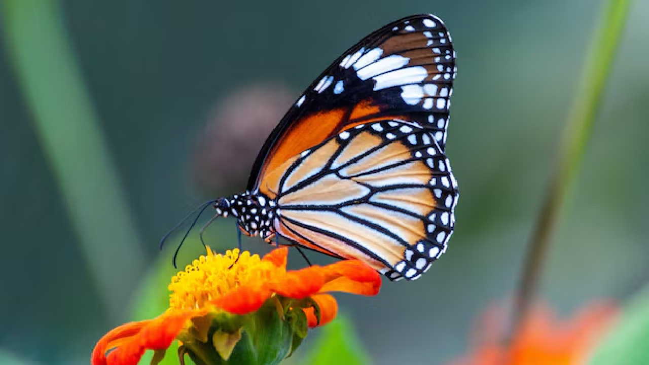 butterfly