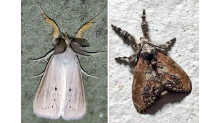 Moths