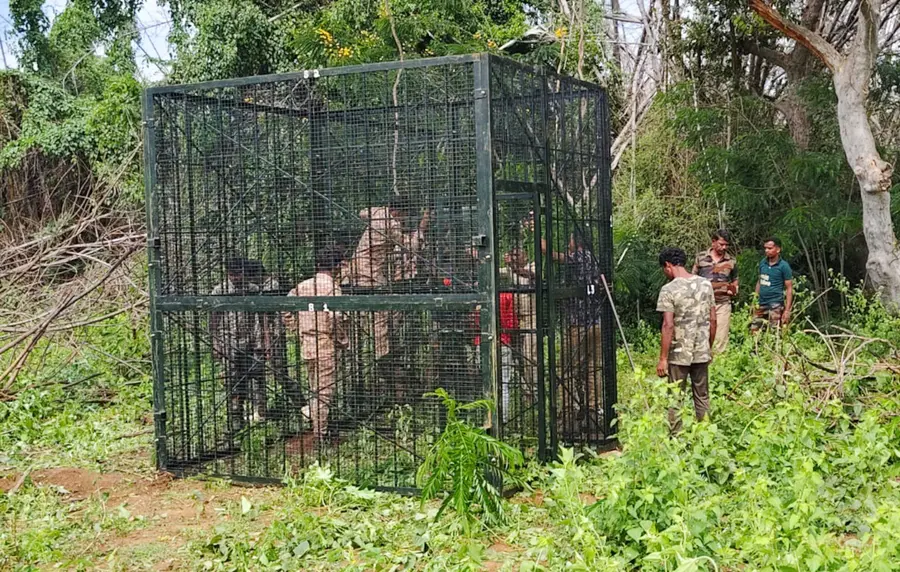 വയോധികയെ കടുവ കൊന്ന സംഭവം