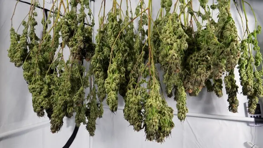 cannabis drying dbi