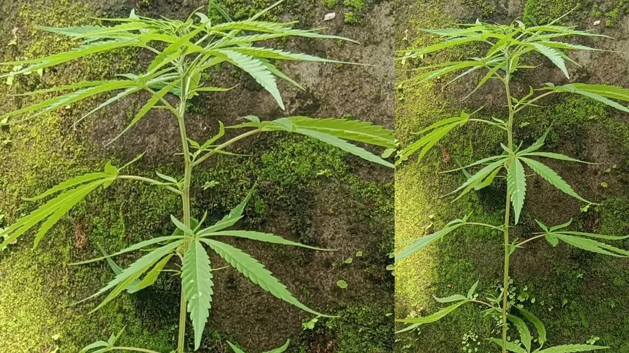 cannabis plant