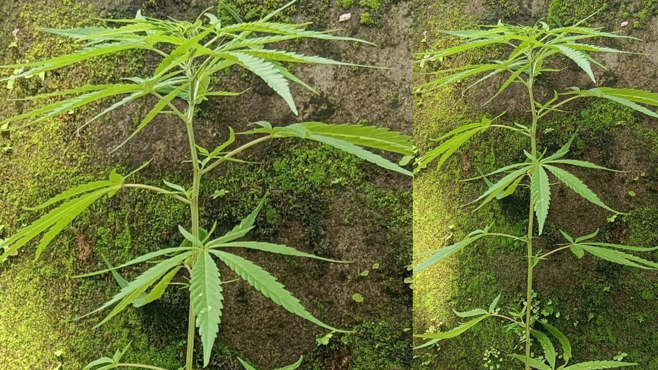 cannabis plant