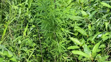 cannabis plant