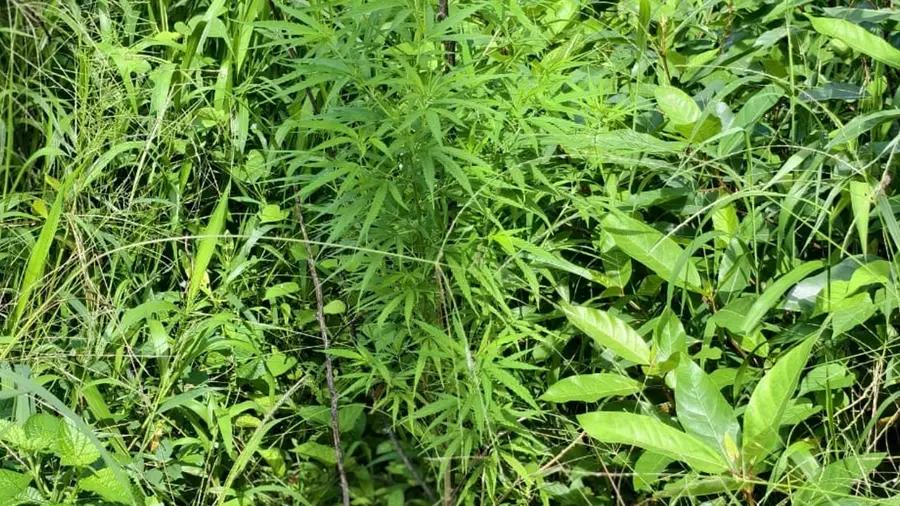 cannabis plant