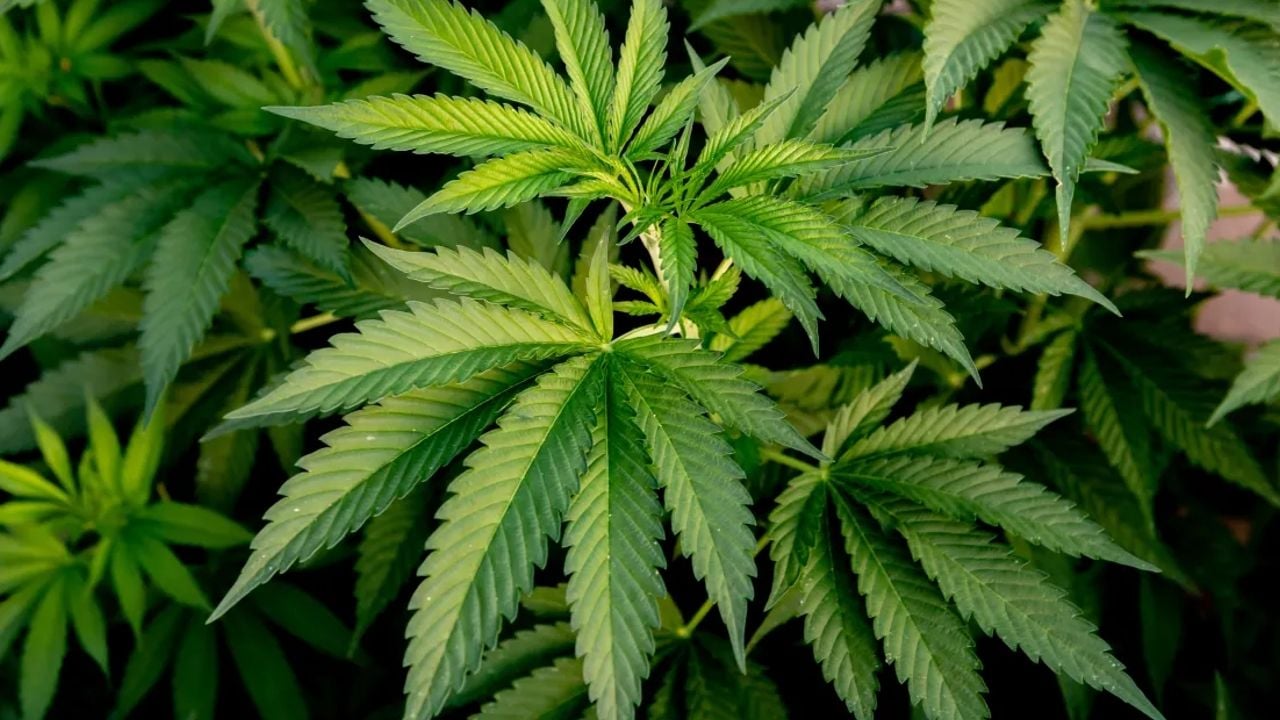 cannabis thailand