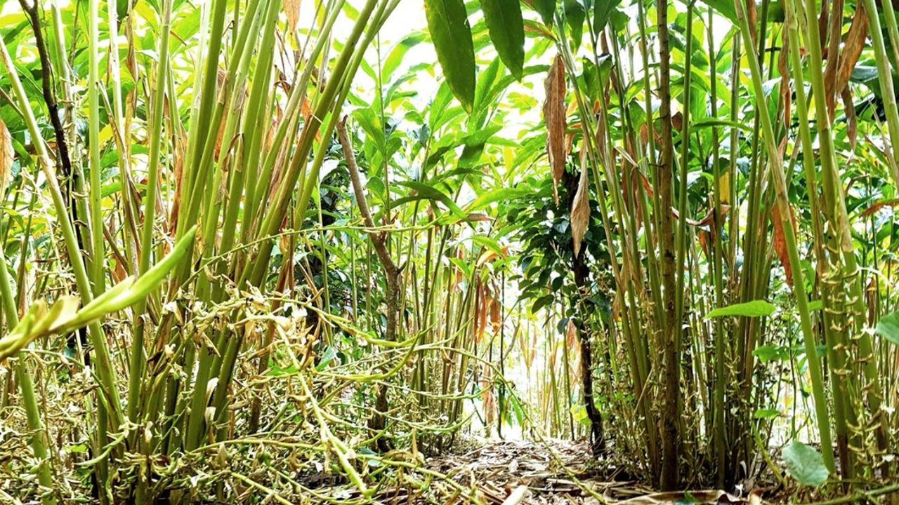 cardamom farming
