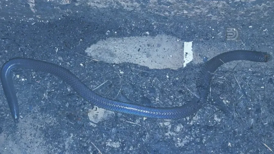 cardamom shield tail