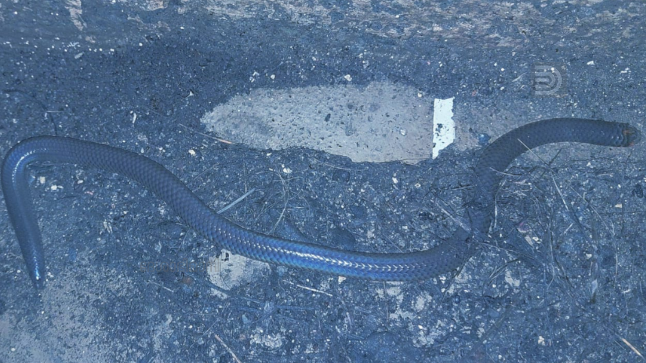 cardamom shield tail