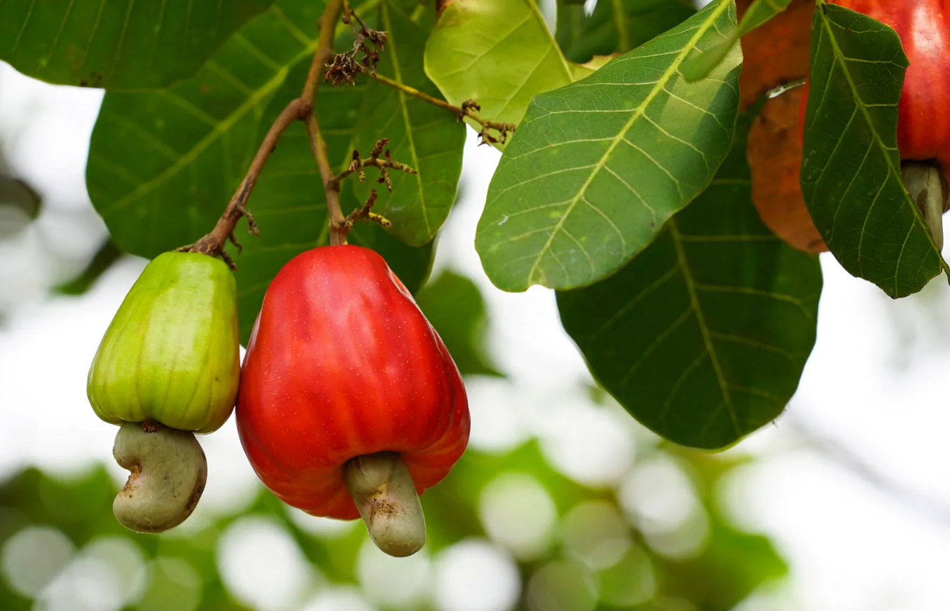 cashew