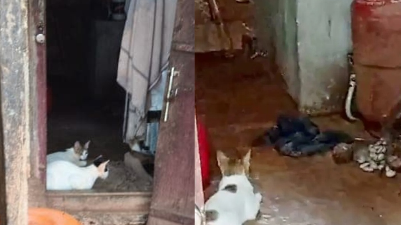 Cat 