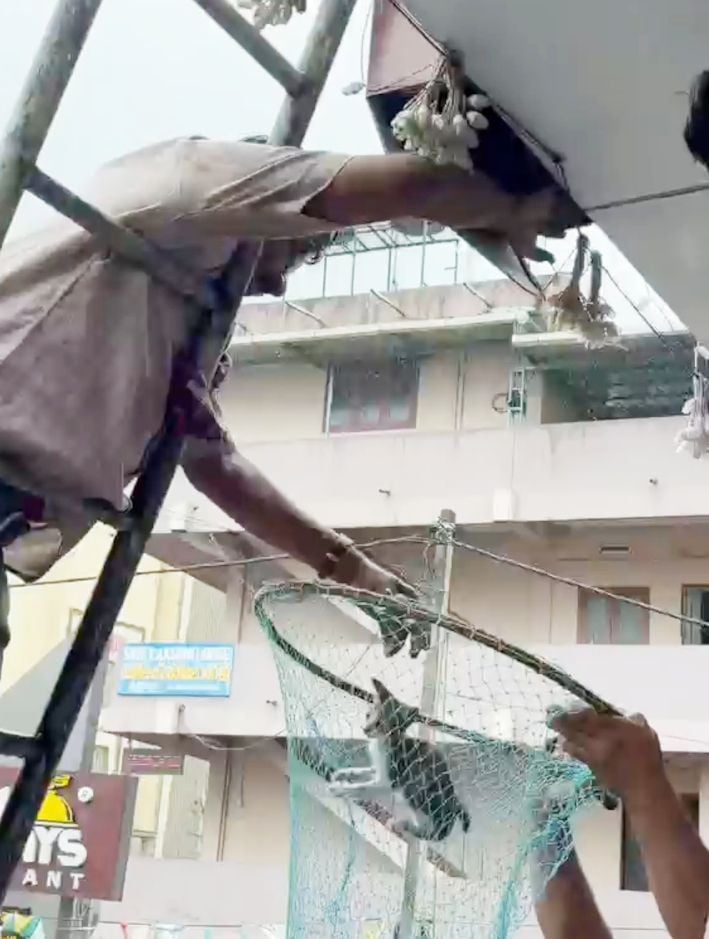 പൂച്ചക്കുഞ്ഞുങ്ങളെ രക്ഷപെടുത്തി