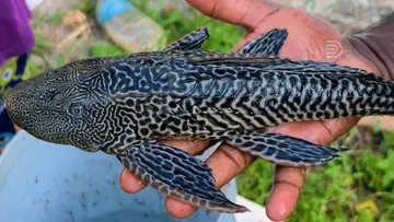 cat fish manalippuzha