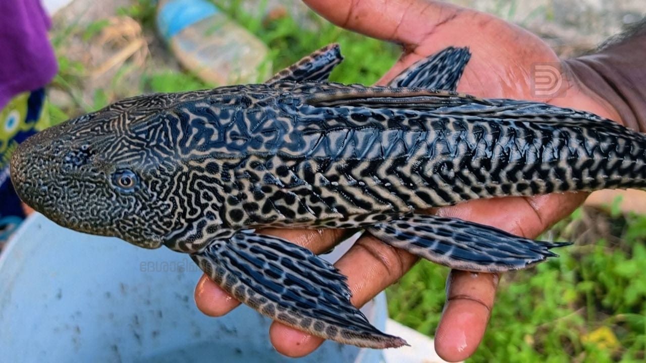 cat fish manalippuzha