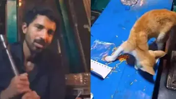 cat insta story