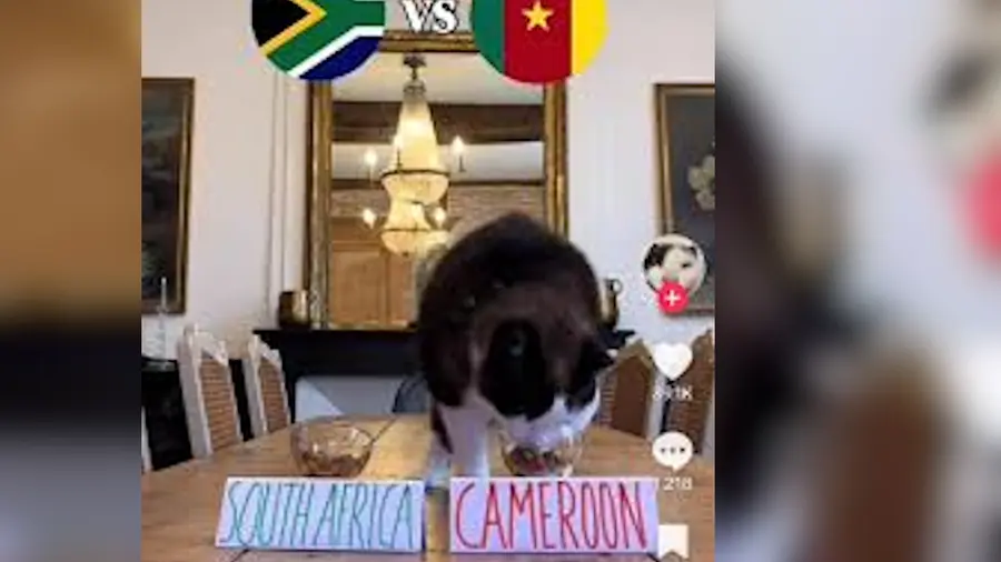 cat prediction.