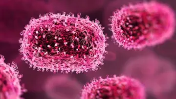 chaandipuravirus