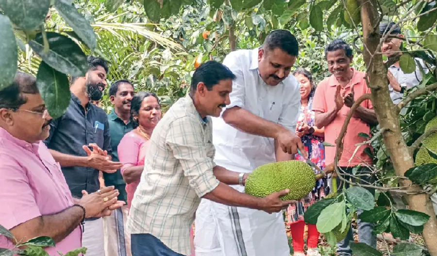 jackfruit farming