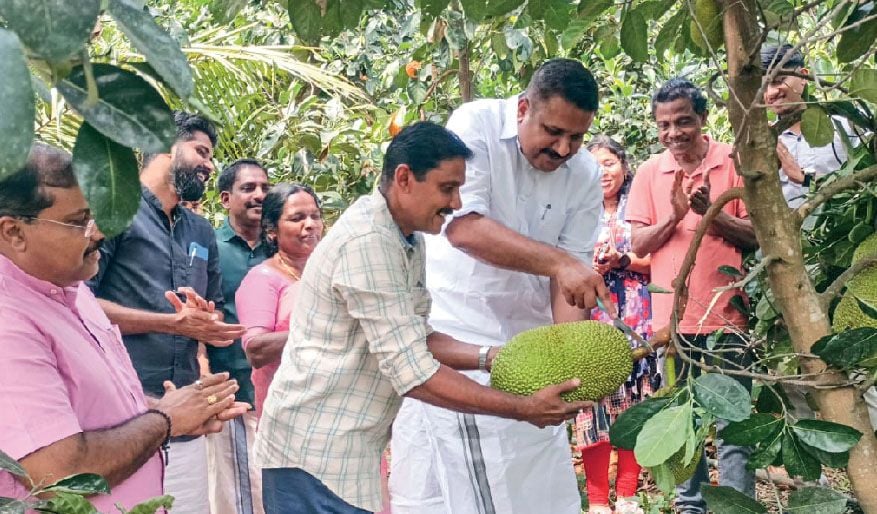 jackfruit farming