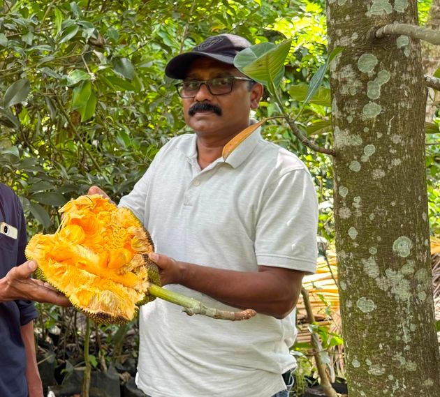 പഴുത്ത നങ്ക ടാക് ചക്ക കർഷകൻ അബ്ദു പൊളിച്ചെടുത്തപ്പോൾ