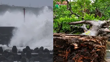 champi typhoon