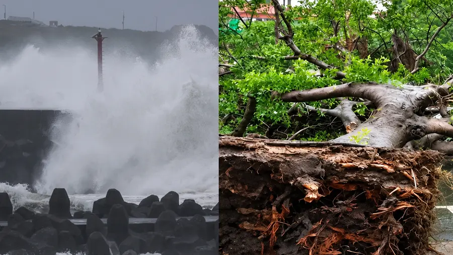 champi typhoon