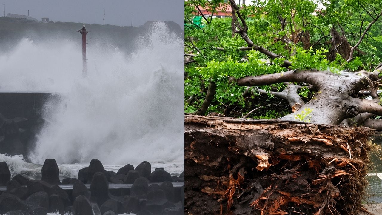 champi typhoon