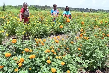 കുരീപ്പുഴ ചണ്ടിഡിപ്പോയിലെ പൂകൃഷി (ഫയൽചിത്രം)