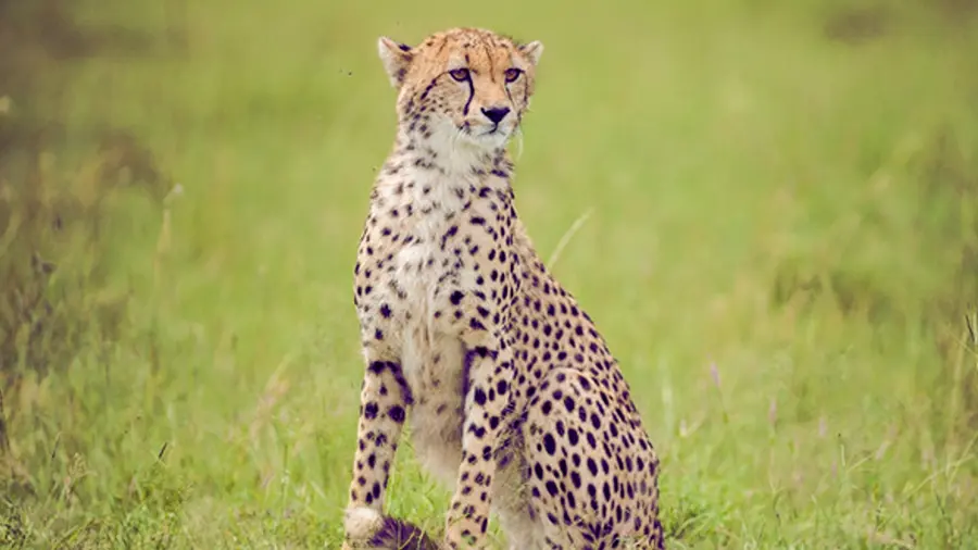cheetah