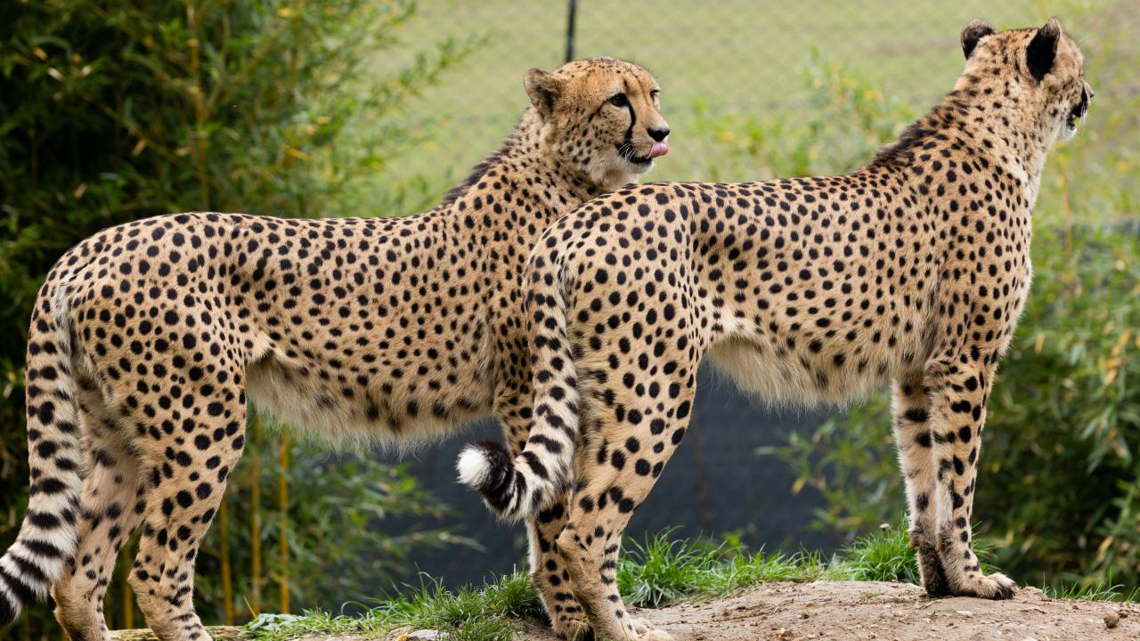 cheetah