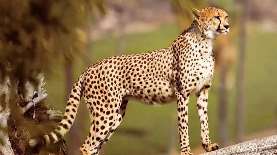 cheetah